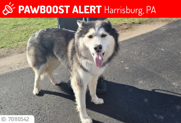 Lost Female Dog last seen Susquehanna River, Harrisburg, PA 17110