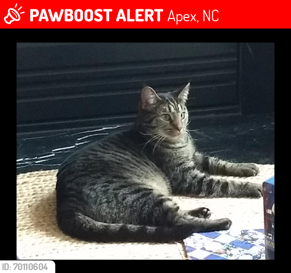 Lost Female Cat last seen Kelly Rd. Apex, NC, Apex, NC 27502