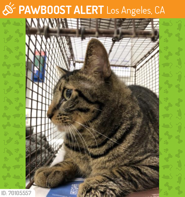 Shelter Stray Male Cat last seen , Los Angeles, CA 90064