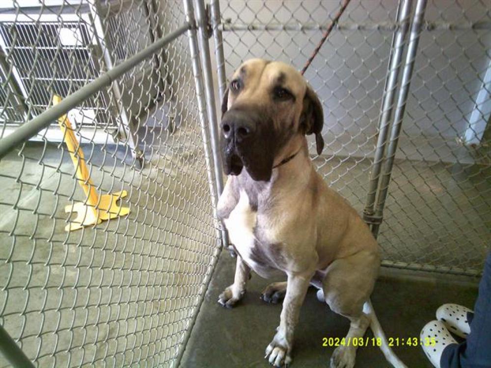 Shelter Stray Male Dog last seen Near BLOCK RANKIN AVE, WELDON, Lake Isabella, CA 93240