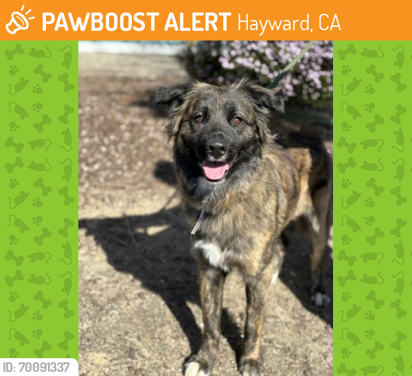 Shelter Stray Female Dog last seen HARDER ELEMENTARY, Hayward, CA 94544