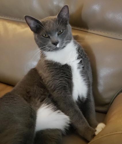 Lost Male Cat last seen Taylor Ave & Martin Circle, Evansville, IN 47715