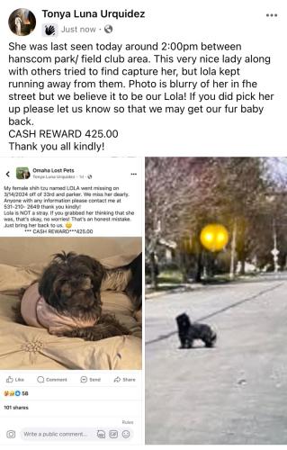 Lost Female Dog last seen Seen 3/18/24 around Hanscom park/ Field club area, Omaha, NE 68111
