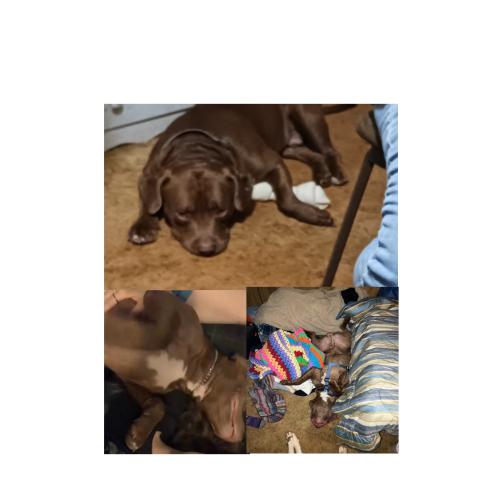 Lost Male Dog last seen Hwy110 & FM 3271  (Swan Area)  , Tyler, TX 75704