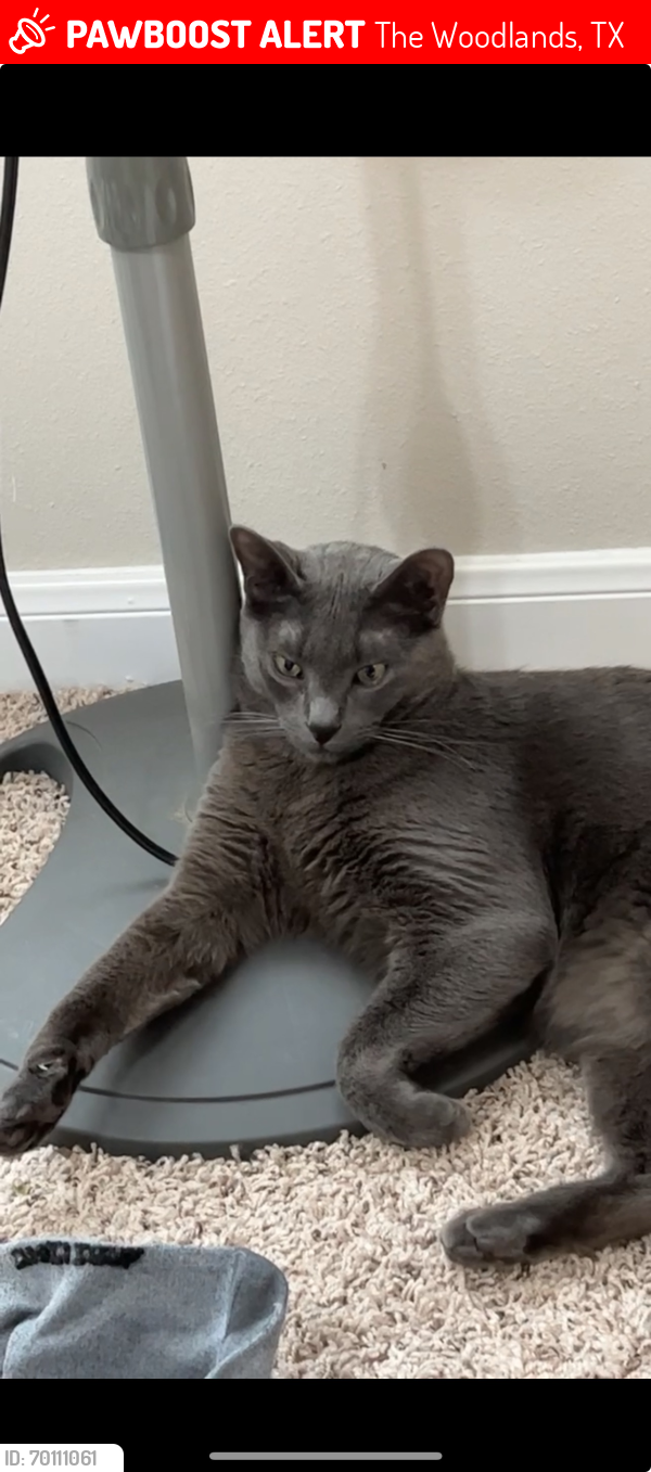 Lost Male Cat last seen Sawdust, The Woodlands, TX 77380