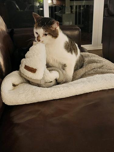Lost Male Cat last seen Woodland Church & Hope Valley Drive, Granville County, NC 27587