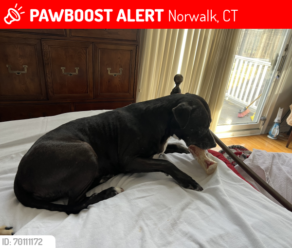 Lost Female Dog last seen Near Bayne St, Norwalk, CT 06851