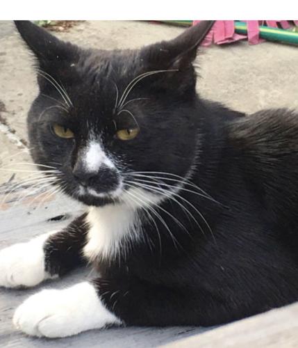 Lost Male Cat last seen NW2 6SB , Greater London, England NW2 6SB