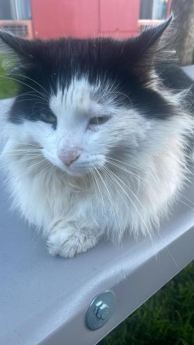 Lost Male Cat last seen East Hills Drive, San Jose, CA 95127