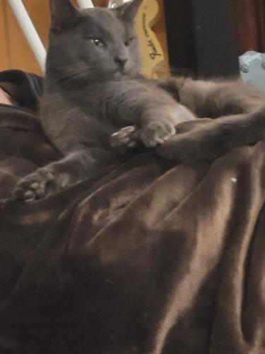 Lost Male Cat last seen Stonehill Farm and The Properties, Duncan, BC V9L 5N7