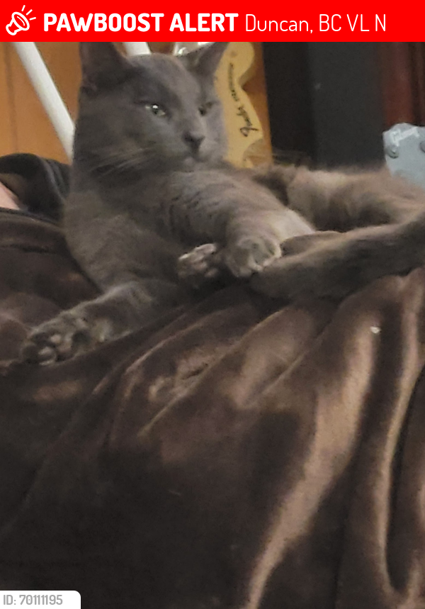 Lost Male Cat last seen Stonehill Farm and The Properties, Duncan, BC V9L 5N7