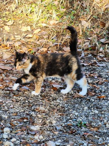 Lost Female Cat last seen W Julius Heil Dr & Racine Ave New Berlin WI , New Berlin, WI 53146