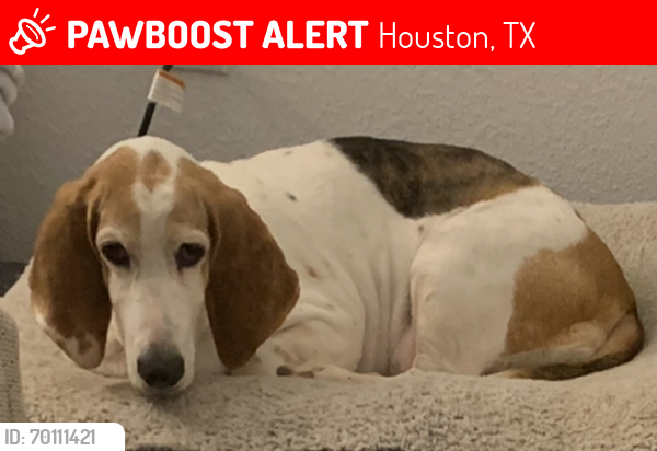 Lost Female Dog last seen Hiram Clarke , Houston, TX 77045