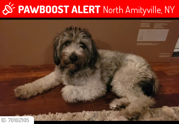 Lost Male Dog last seen E Smith Street, north Amityville , North Amityville, NY 11701