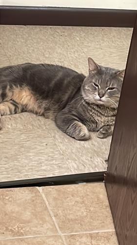 Lost Male Cat last seen 51st & May, Chicago, IL 60609