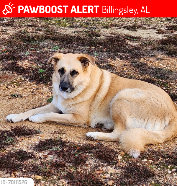 Lost Female Dog last seen Near County Road 375 Billingsley , Billingsley, AL 36006