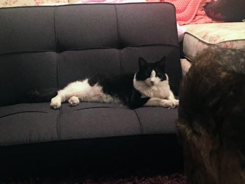 Lost Male Cat last seen Candlewood dr and cherry, Keizer, OR 97303