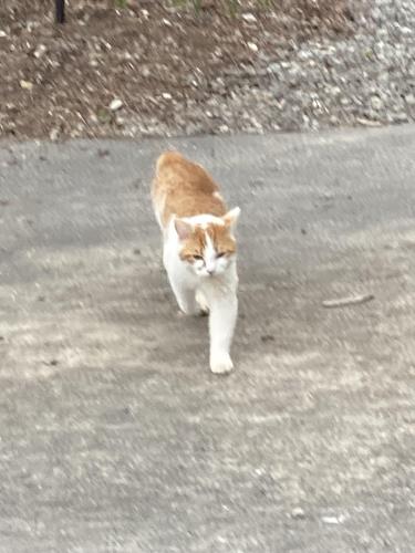 Found/Stray Male Cat last seen Hidden lakes subdivision , Jefferson, GA 30549