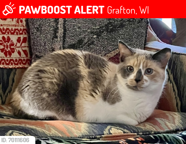 Lost Female Cat last seen Grafton, near Linden/Pine Streets , Grafton, WI 53024