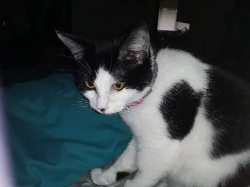 Lost Female Cat last seen Near US Highway 12 , Malone-Porter, WA 98559