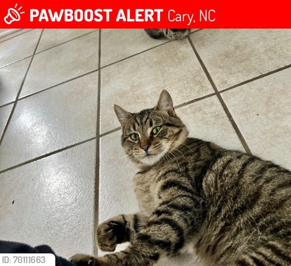 Lost Male Cat last seen Carpenter fire station rd/Allforth place, Cary, NC 27519