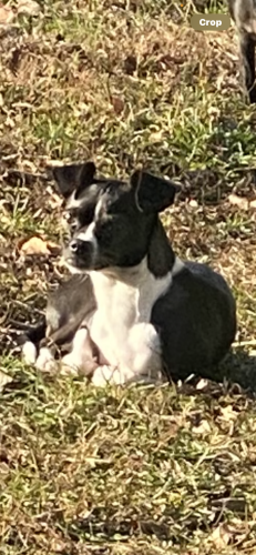Lost Female Dog last seen Near Lagonda Ave , Springfield, OH 45503