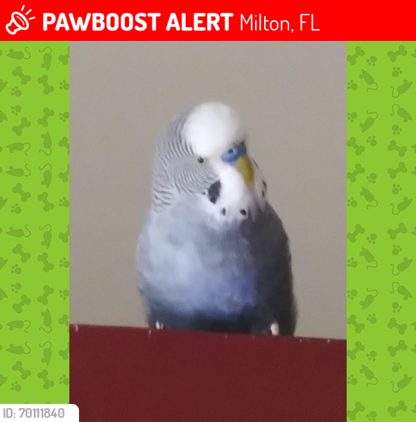 Lost Male Bird last seen Rustling Pines Drive, South Airport Road, Milton, FL 32583, Milton, FL 32583