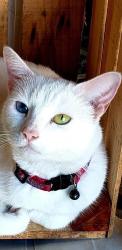 Lost Female Cat last seen Jane Duubel Park, San Antonio, TX 78238