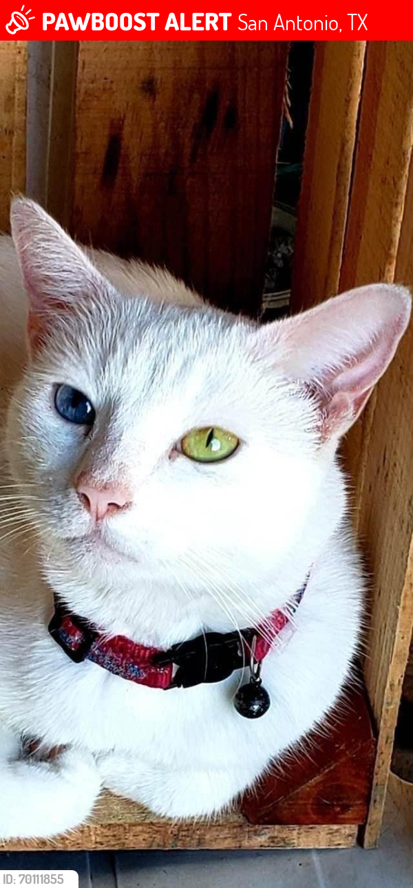 Lost Female Cat last seen Jane Duubel Park, San Antonio, TX 78238