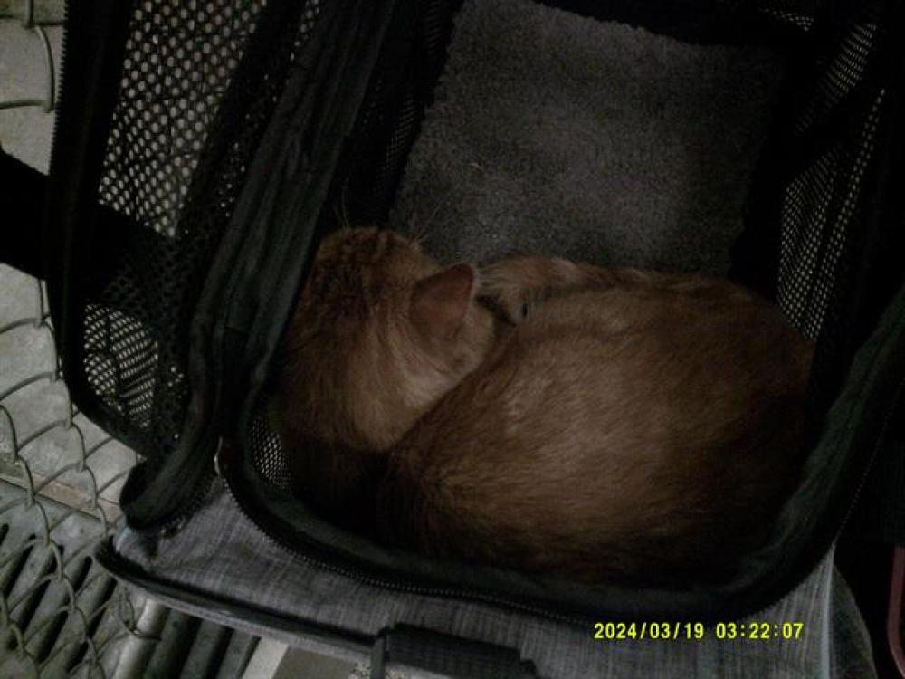 Shelter Stray Male Cat last seen Near BLOCK CACTUS DR BODFISH, Lake Isabella, CA 93240