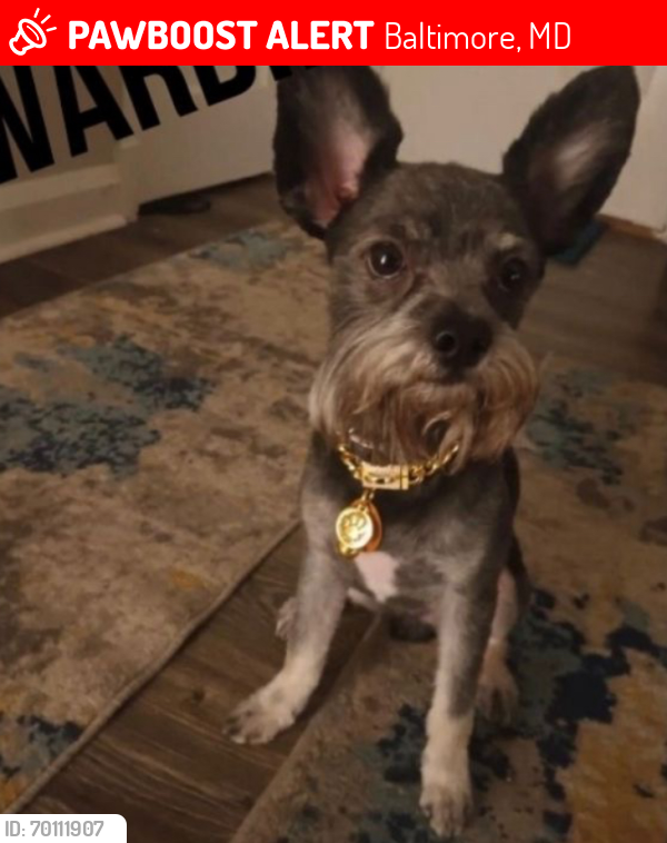 Lost Male Dog last seen near archbishop curley the school, Baltimore, MD 21213