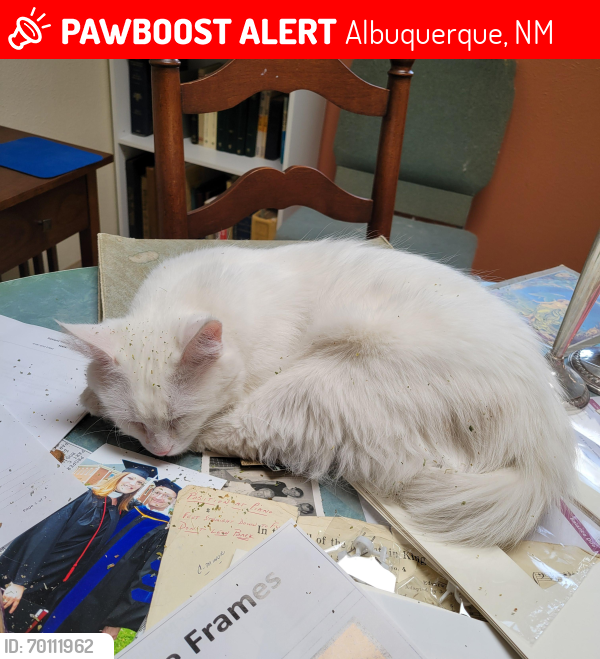 Lost Female Cat last seen Bellrose Ave NW and 11th Street , Albuquerque, NM 87107