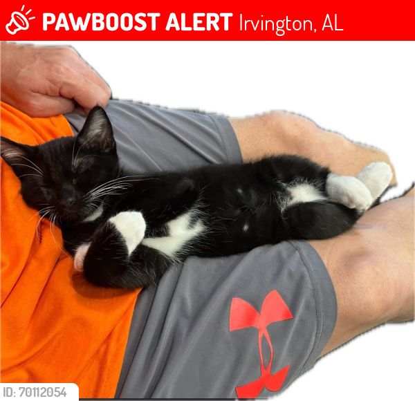 Lost Male Cat last seen Irvington BLb Highway , Irvington, AL 36544