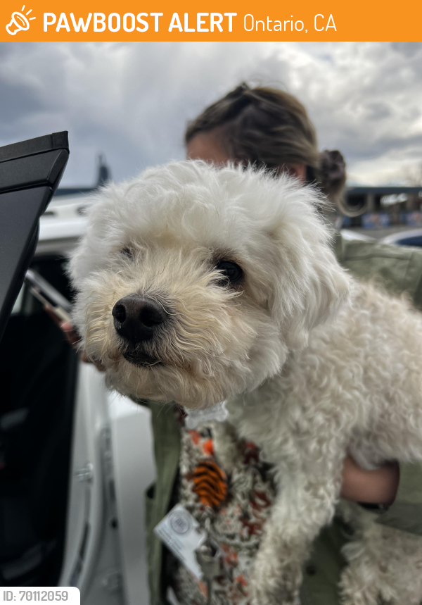 Ontario, Ca Stray Male Dog Found Near Vineyard Ave And E D Street 