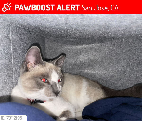 Lost Female Cat last seen Hamilton Ave, San Jose, CA 95130