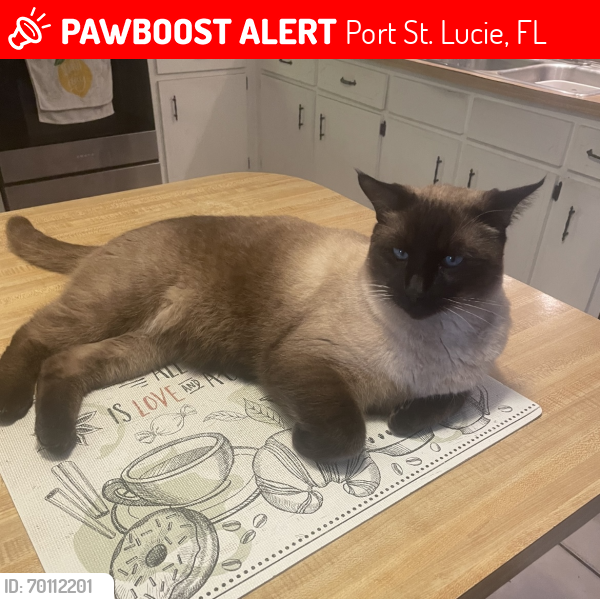 Lost Male Cat last seen Fallon , Port St. Lucie, FL 34983