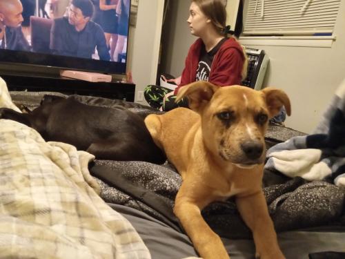 Lost Male Dog last seen Whitmire dr, Hall County, GA 30504