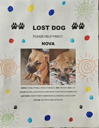 Lost Female Dog last seen Grant Forest Cir, Ellenwood, GA 30294