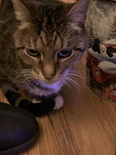 Lost Male Cat last seen Eastchester road and Burke avenue, The Bronx, NY 10469