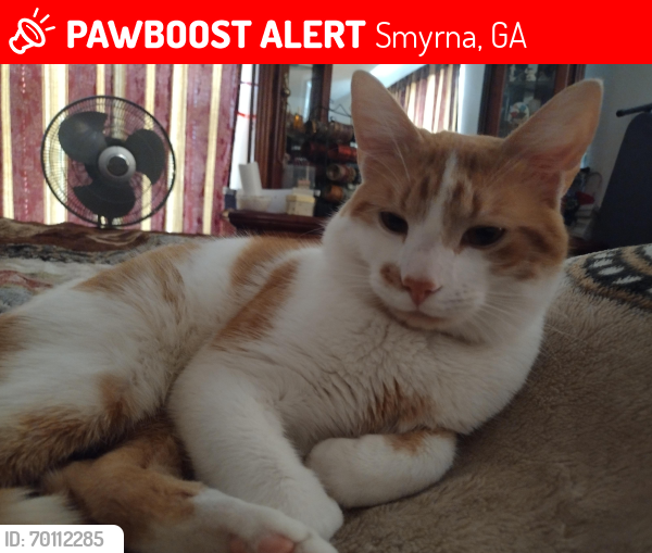 Lost Male Cat last seen Old Concord Rd/Taylor drive se, Smyrna, GA 30080