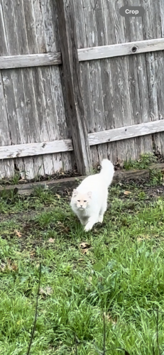 Lost Male Cat last seen Morningside, Blue Spruce, Yellow Wood Dr., New Braunfels, TX 78130