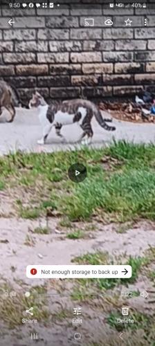 Lost Male Cat last seen Lilly and Thompson , Conroe, TX 77301