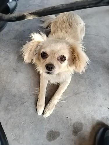 Lost Male Dog last seen Near and slater, Willowbrook, CA 90061