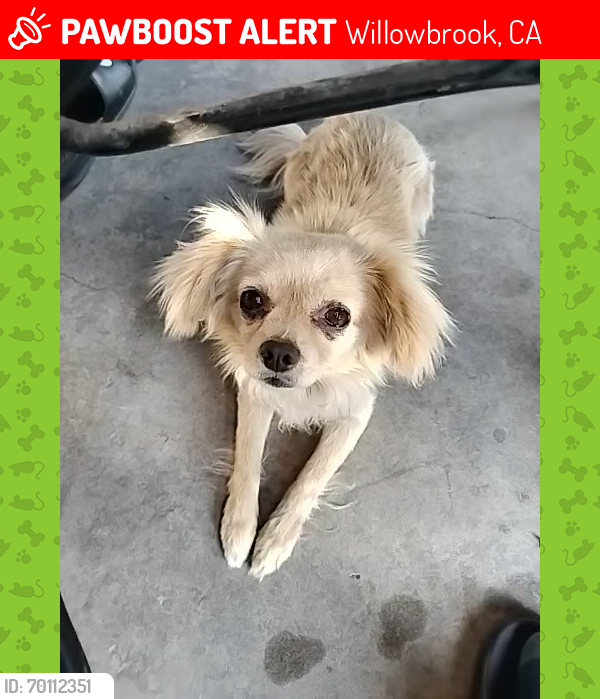 Lost Male Dog last seen Near and slater, Willowbrook, CA 90061