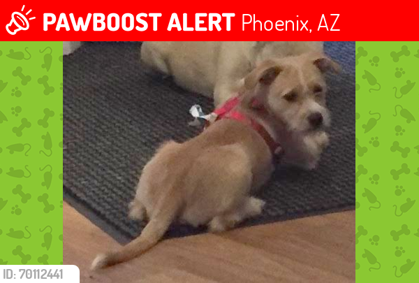Lost Female Dog last seen 35th Ave and cactus , Phoenix, AZ 85029