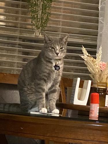 Lost Male Cat last seen Our house is near the dog park., Lakemont Ridge, TX 77407