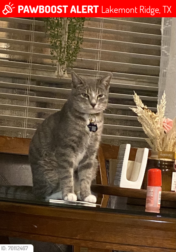 Lost Male Cat last seen Our house is near the dog park., Lakemont Ridge, TX 77407