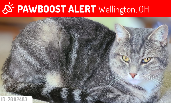 Lost Male Cat last seen SR 303 & Pitts Road, Wellington, OH 44090