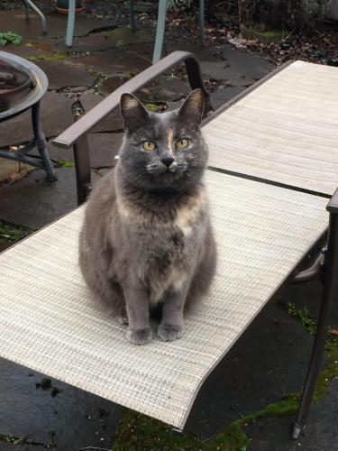 Lost Female Cat last seen SE 49 th and SE Raymond street, Portland OR, Portland, OR 97206