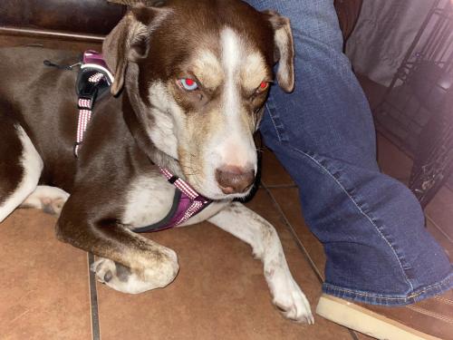 Lost Female Dog last seen Culebra , San Antonio, TX 78254
